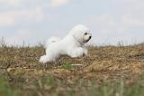 BICHON FRISE 145